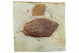 Wide Plate with Two Fossil Leaves (Two Species) - Montana #262389-1